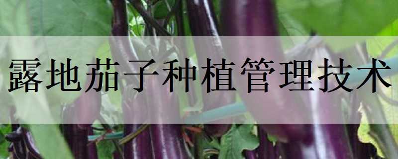 露地茄子种植管理技术（露地茄子种植管理技术 新闻）