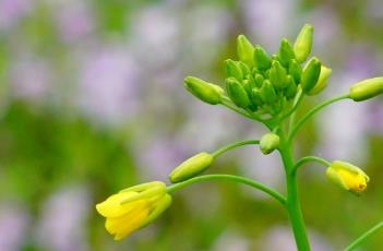 芸苔 芸苔属