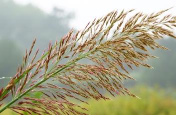 芦竹 芦竹生物质发电