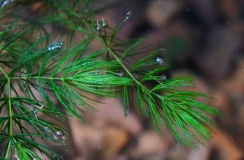 金鱼藻（金鱼藻是被子植物吗）