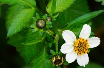 白花鬼针草（白花鬼针草怎么吃）