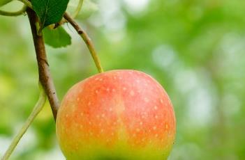 花红（花红花火）