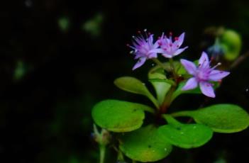 小山飘风 小山飘风花