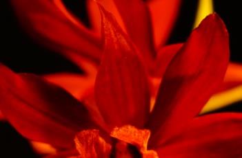 红鹤顶兰（红鹤顶兰果实）