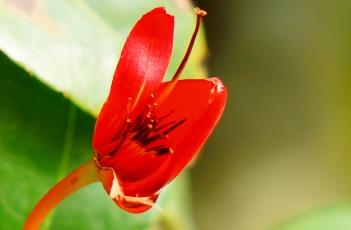 桂叶黄梅（桂叶黄梅图片）