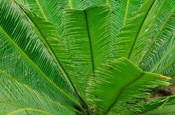 食用双子铁（铁离子食物有哪些）