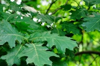 橡树 橡树之下原著小说