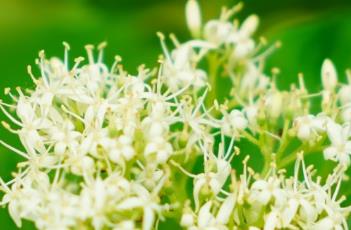 灯台树（灯台树的功效和图片）