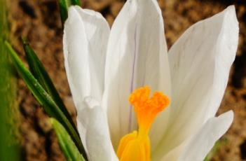 珍妮番红花（珍妮花是什么）