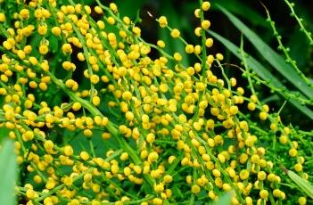 袖珍椰子 袖珍椰子的养殖方法和注意事项