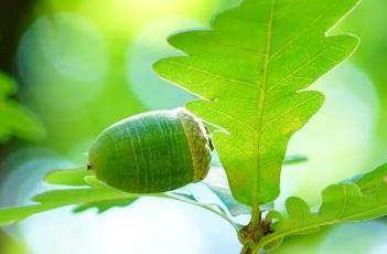 辽东栎（辽东栎种子）