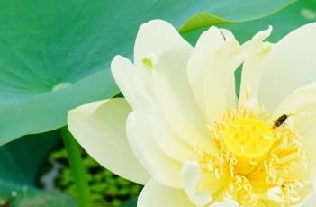 新北极星（新北极星系列竞赛球）