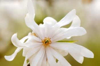 星花木兰 星花木兰的养殖方法