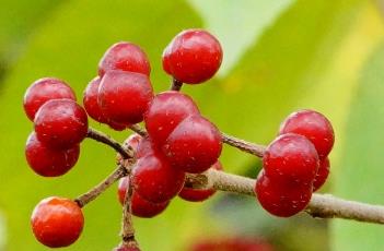 扁担杆 扁担杆果实的功效与作用