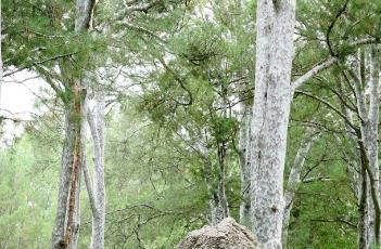 白皮松（白皮松价格）