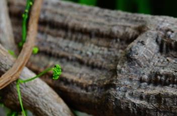 扁担藤 扁担藤图片
