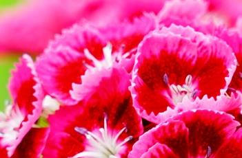 须苞石竹（绿毛球）