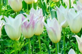 端庄小姐郁金香 我的郁金香小姐请看