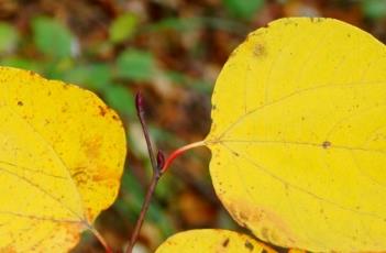 三桠乌药（三桠乌药图片）