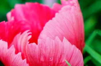 科罗娜石竹（科罗娜石竹那里有卖的?）