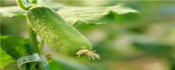 早春露地黄瓜种植技术（早春露地黄瓜种植技术视频）