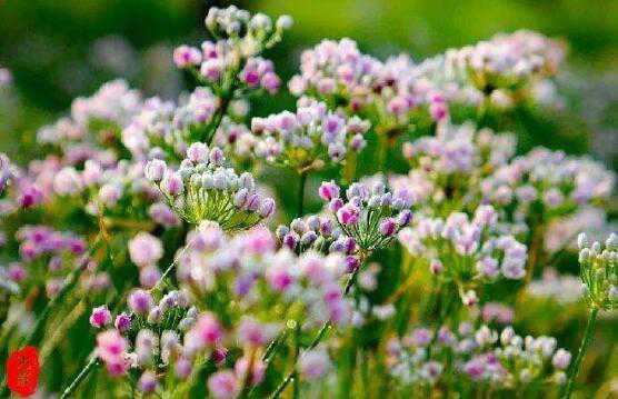 扎蒙花怎么炝锅，如何用扎蒙炝油（扎蒙花怎么炝油视频）