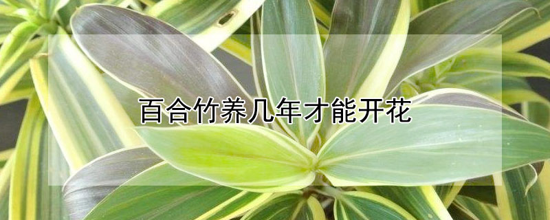 百合竹养几年才能开花（百合竹生长快么）