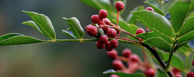 移栽花椒树怎么浇水 花椒树苗移栽后需要每天浇水吗