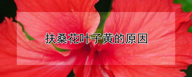 扶桑花叶子黄的原因（扶桑花叶子黄的原因硝化细菌哪商家好）