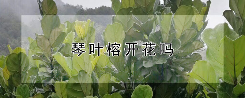 琴叶榕开花吗（琴叶榕开花图片）