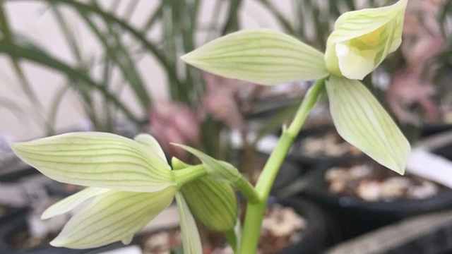 野生兰怎么盆栽（野生兰花的种植方法）