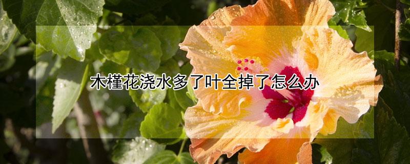 木槿花浇水多了叶全掉了怎么办（木槿花水浇多了叶子发蔫怎么办）