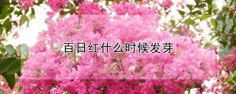 百日红什么时候发芽 移栽的百日红什么时候发芽