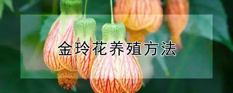 金玲花养殖方法 金铃子的种植技术