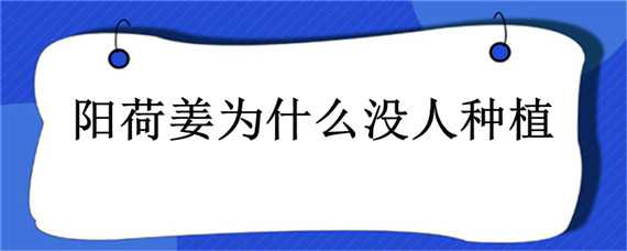 阳荷姜为什么没人种植（阳荷姜种植需要注意什么）