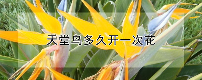 天堂鸟多久开一次花（天堂鸟花能开多久）