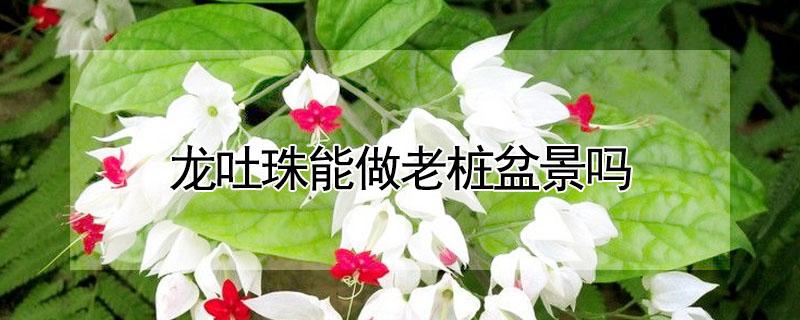 龙吐珠能做老桩盆景吗（龙吐珠老桩怎么修剪）