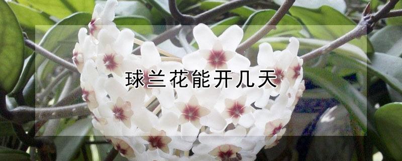 球兰花能开几天（一朵球兰花可以开几天）