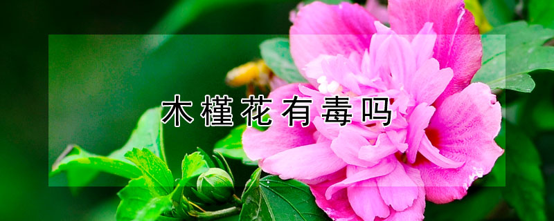 木槿花有毒吗（木槿花有毒吗,能在室内养吗）