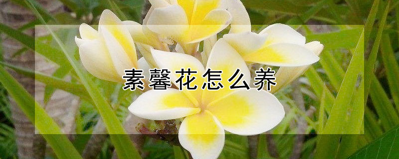 素馨花怎么养（素馨花的养殖方法和注意事项）