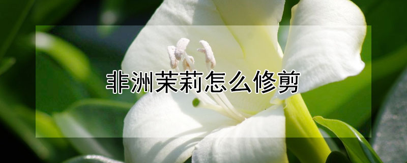 非洲茉莉怎么修剪（非洲茉莉怎么修剪才好看）