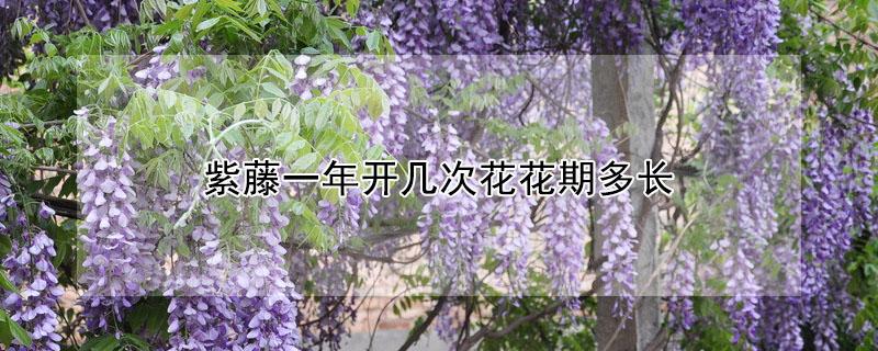 紫藤一年开几次花花期多长（紫藤一年可以开几次花）