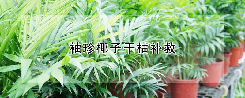 袖珍椰子干枯补救 袖珍椰子枯了怎么办