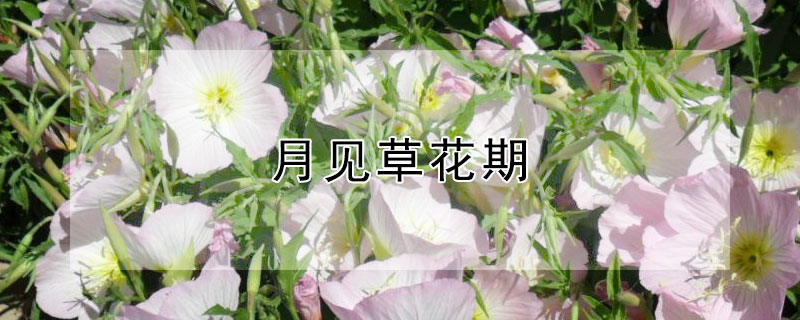 月见草花期（月见草花期最晚开到什么时间）