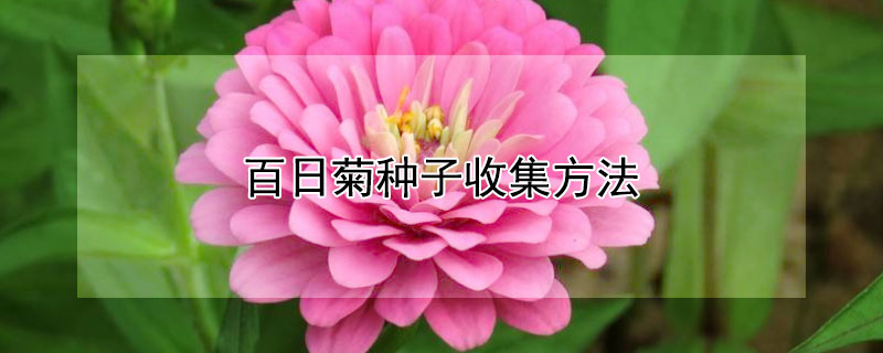 百日菊种子收集方法（百日菊种子种植方法及过程图片）