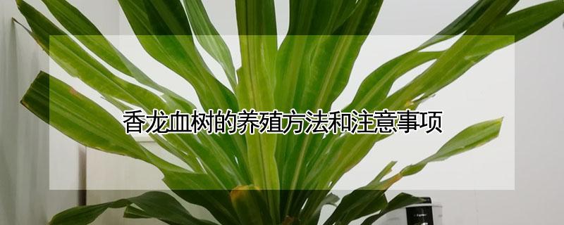 香龙血树的养殖方法和注意事项 香血龙树繁殖方法及养护