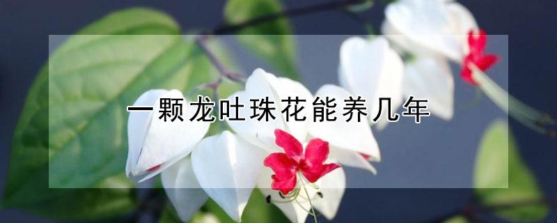 一颗龙吐珠花能养几年（龙吐珠花好养吗）