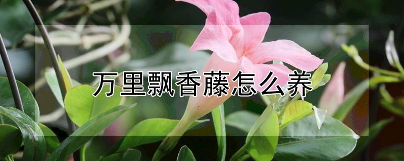 万里飘香藤怎么养 万里飘香藤怎么养护