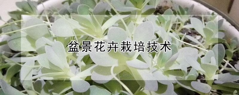 盆景花卉栽培技术 盆景栽植技术