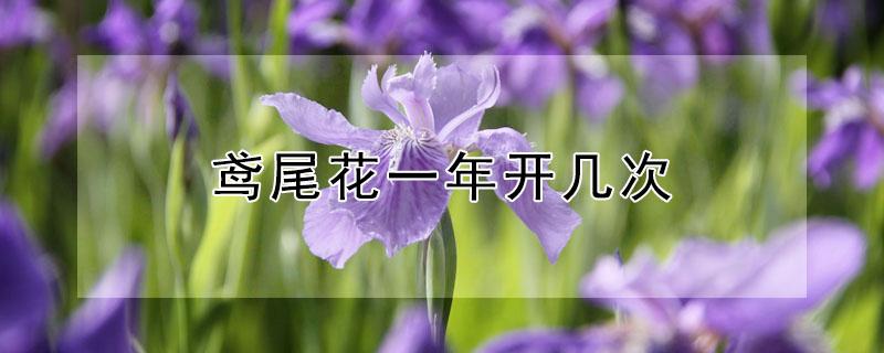 鸢尾花一年开几次（鸢尾花多久开一次）